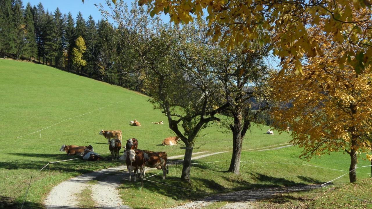 Biobauernhof Obereck Göstling an der Ybbs Exterior foto
